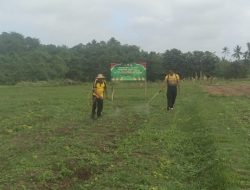 Polsek Marga Melaksanakan Perawatan Tanaman Jagung
