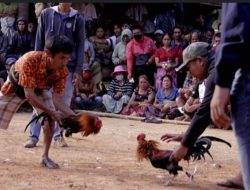 Perjudian Sabung Ayam dan Dadu di Trenggalek Marak, Warga Resah