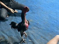 Judi Sabung Ayam dan Cap Jiki di Desa Kalirejo, Kecamatan Kalipare, Kabupaten Malang Marak