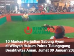 Sepuluh Markas Perjudian Sabung Ayam dan Dadu Belum Tersentuh Aparat Penegak Hukum (APH)