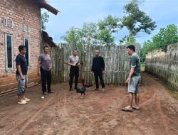 Polsek Sungkai Utara, Polres Lampung Utara Gerebek Judi Sabung Ayam, Pelaku Kabur