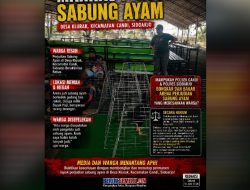 Warga Resah, Perjudian Sabung Ayam di Desa Klurak, Kecamatan Candi, Sidoarjo Beraktivitas Bebas