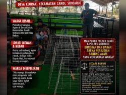 APH diminta Bongkar dan Bakar Markas Perjudian Sabung Ayam Desa Klurak, Kecamatan Candi, Sidoarjo